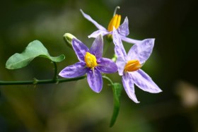 Piros borsópadlizsán - padlizsán - Solanum trilobatum, Solanum trilobatum, padlizsán